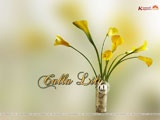 Calla Lilly Wallpaper